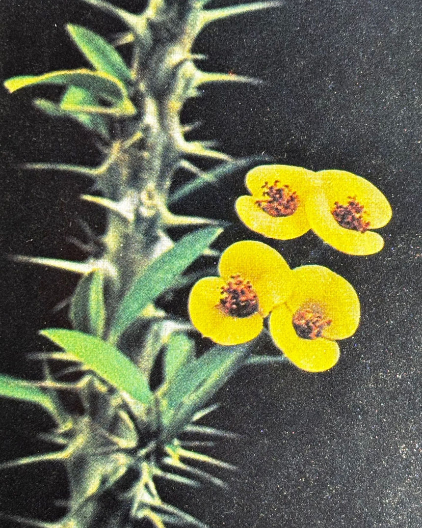 Pestil Books for vitruta Cactus and Succulents