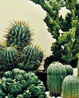 Pestil Books for vitruta Cactus and Succulents