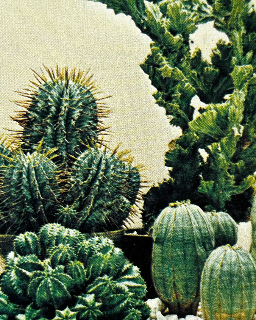 Pestil Books for vitruta Cactus and Succulents