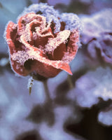 Pestil Books for vitruta France