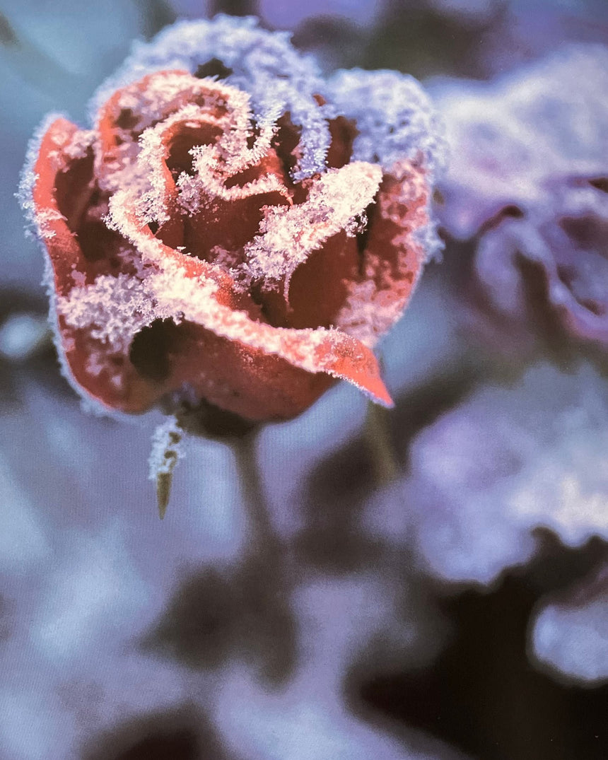 Pestil Books for vitruta France