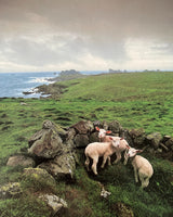 Pestil Books for vitruta France