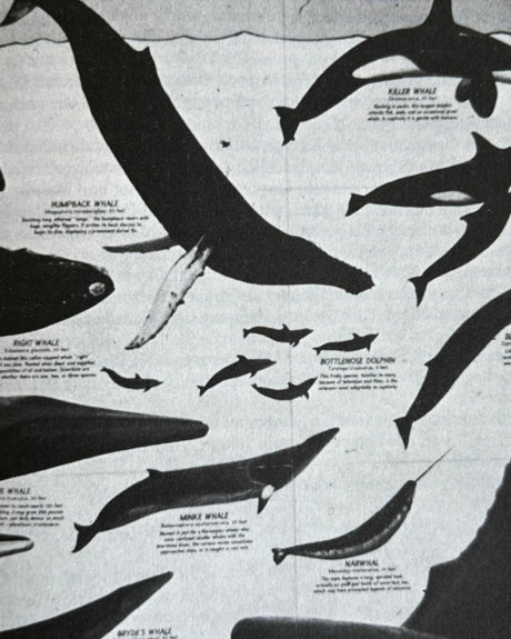 Pestil Books for vitruta Greenpeace