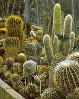 Pestil Books for vitruta Les Plantes D'Appartement