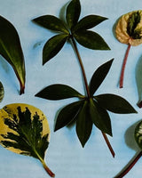 Pestil Books for vitruta Les Plantes D'Appartement