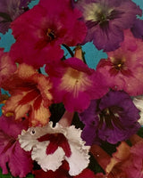 Pestil Books for vitruta Les Plantes D'Appartement