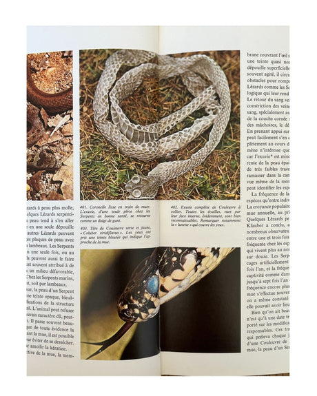 Pestil Books for vitruta Les Reptiles