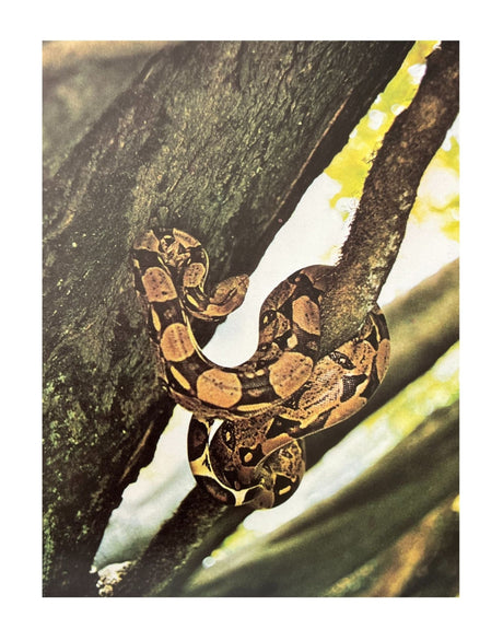 Pestil Books for vitruta Les Reptiles