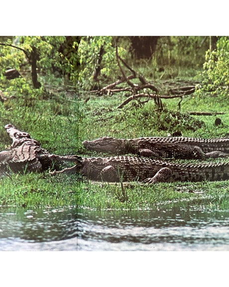 Pestil Books for vitruta Les Reptiles