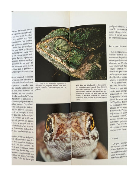 Pestil Books for vitruta Les Reptiles