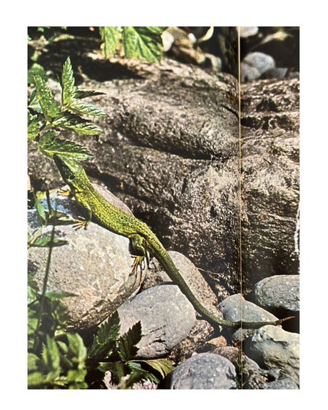 Pestil Books for vitruta Les Reptiles