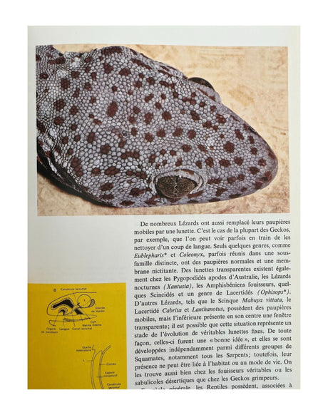 Pestil Books for vitruta Les Reptiles