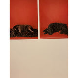 Pestil Books for vitruta Man’s Best Friend