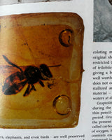 Pestil Books for vitruta Mineral and Rocks: The Worlds Most Beautiful Natural Wonders