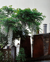 Pestil Books for vitruta Portfolio of Contemporary Gardens