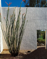 Pestil Books for vitruta Portfolio of Contemporary Gardens