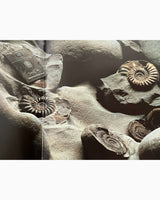 Pestil Books for vitruta Professional Advertising Photoraphy