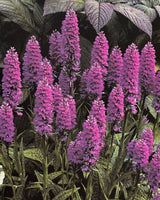 Pestil Books for vitruta The Flower Garden: A Practical Guide to Planning and Planting