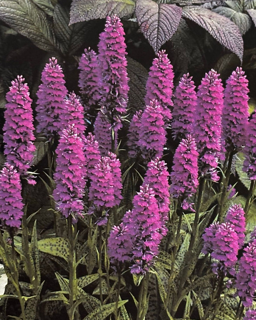 Pestil Books for vitruta The Flower Garden: A Practical Guide to Planning and Planting