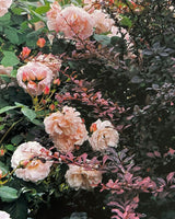 Pestil Books for vitruta The Flower Garden: A Practical Guide to Planning and Planting