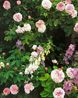 Pestil Books for vitruta The Flower Garden: A Practical Guide to Planning and Planting