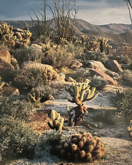 Pestil Books for vitruta The Heart of California