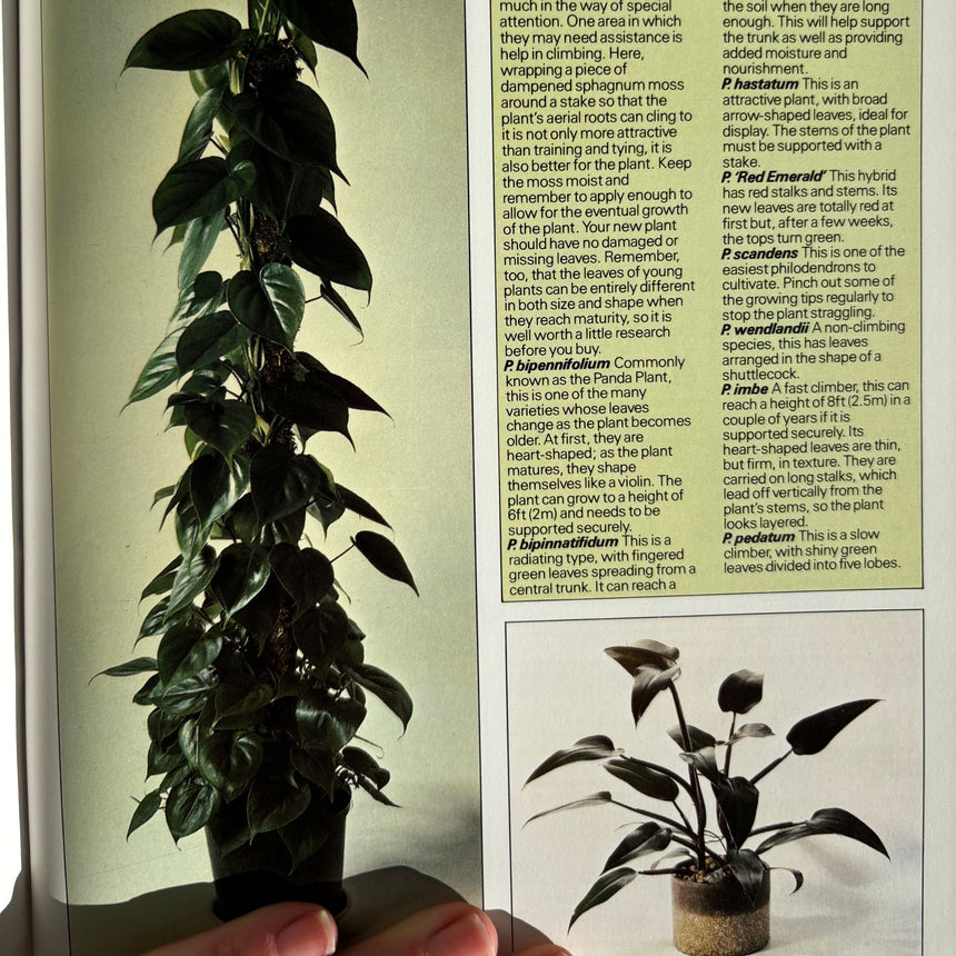 Pestil Books for vitruta The House Plant Survival Manual