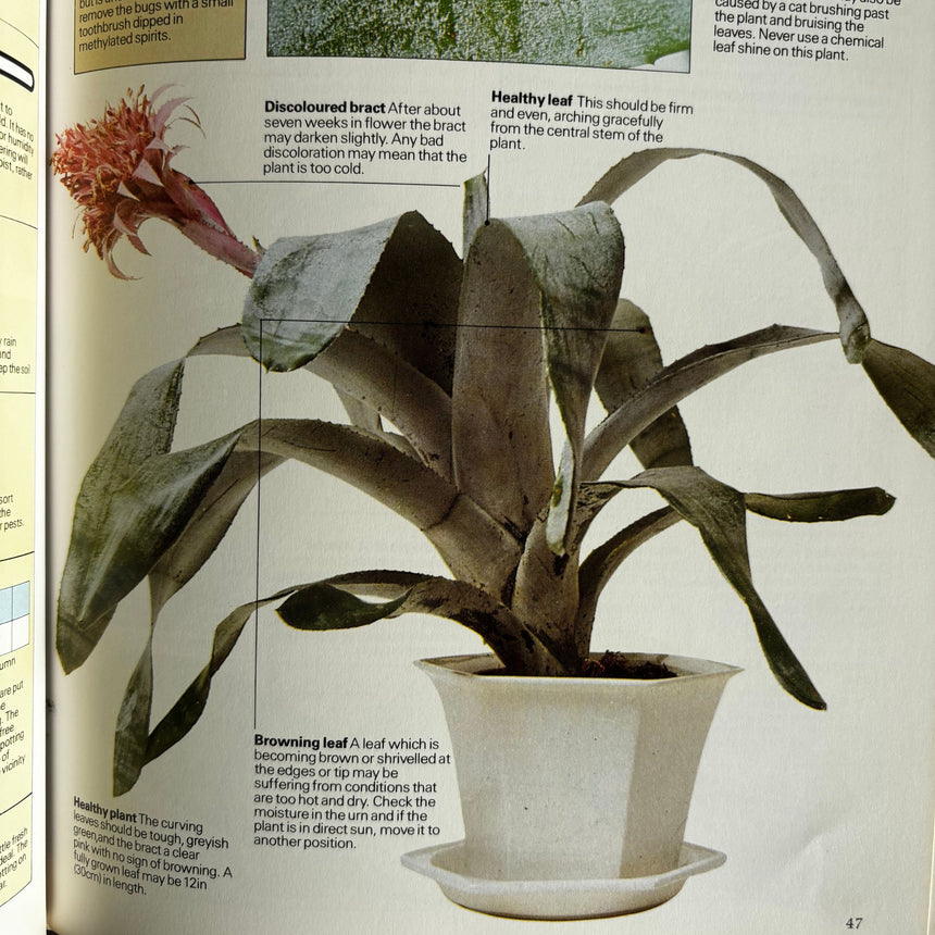 Pestil Books for vitruta The House Plant Survival Manual