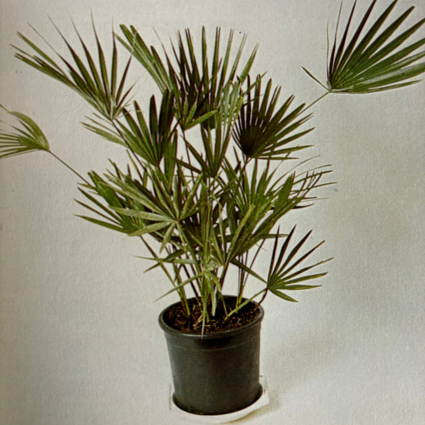 Pestil Books for vitruta The House Plant Survival Manual