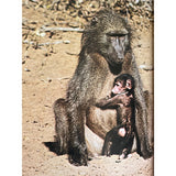 Pestil Books for vitruta The Love of Monkeys & Apes