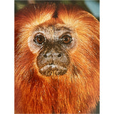 Pestil Books for vitruta The Love of Monkeys & Apes