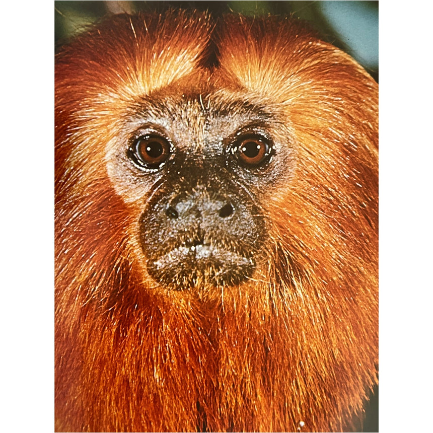 Pestil Books for vitruta The Love of Monkeys & Apes