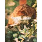Pestil Books for vitruta The Love of Monkeys & Apes