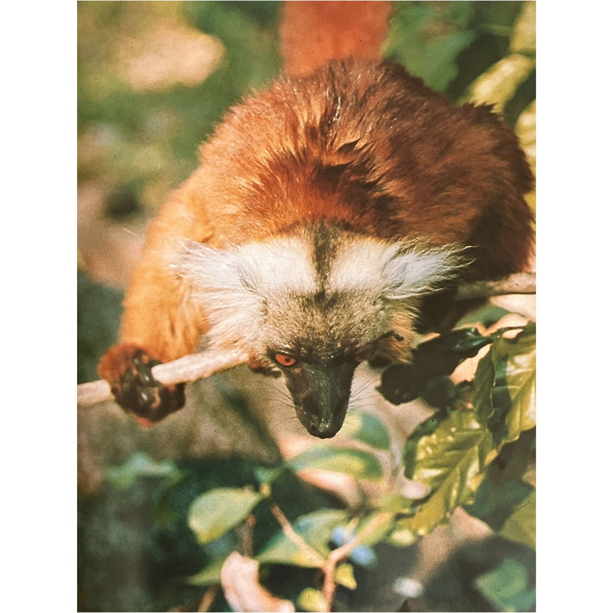Pestil Books for vitruta The Love of Monkeys & Apes