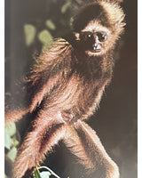 Pestil Books for vitruta The Love of Monkeys & Apes