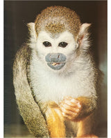 Pestil Books for vitruta The Love of Monkeys & Apes
