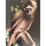 Pestil Books for vitruta The Love of Monkeys & Apes