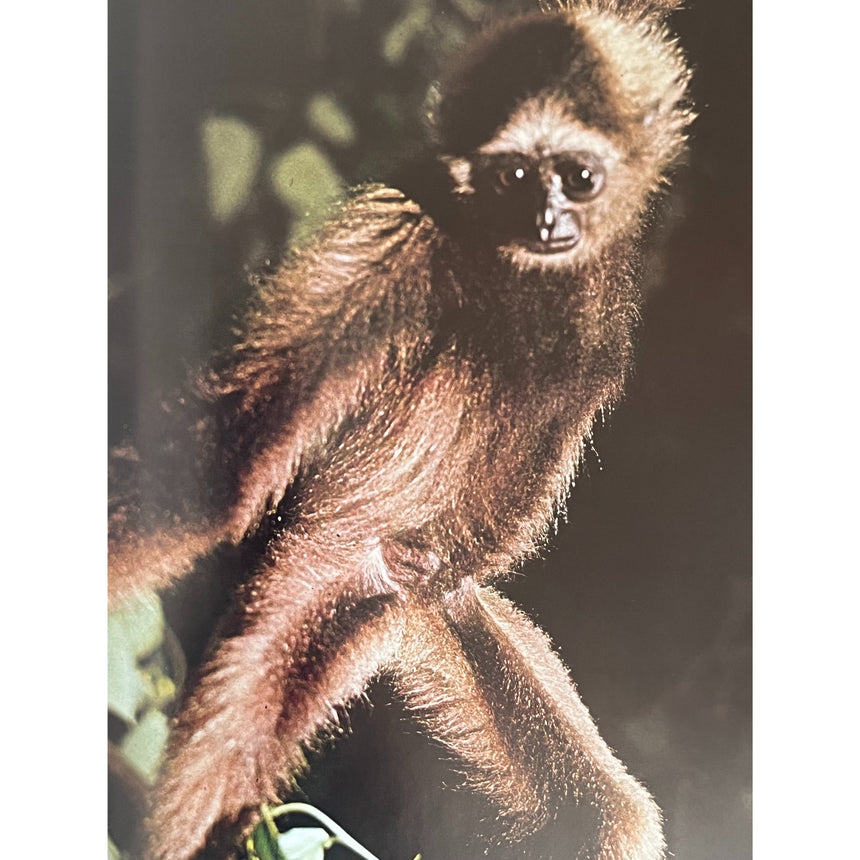 Pestil Books for vitruta The Love of Monkeys & Apes