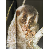 Pestil Books for vitruta The Love of Monkeys & Apes