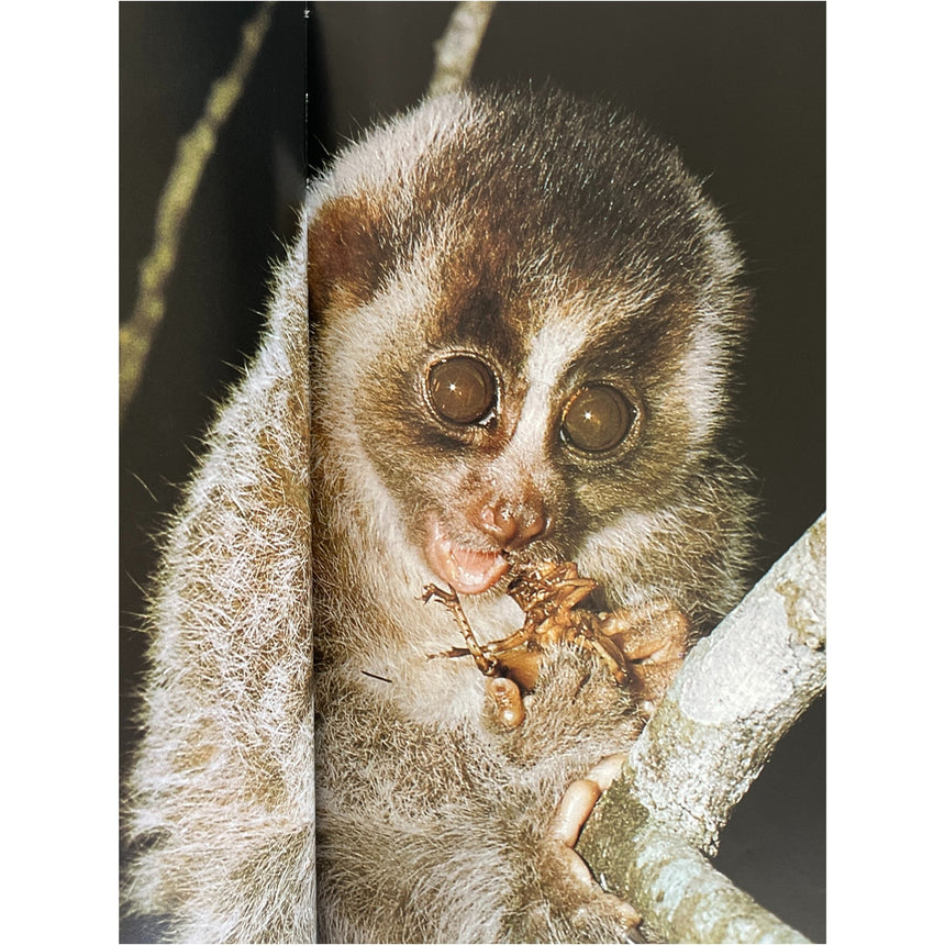 Pestil Books for vitruta The Love of Monkeys & Apes
