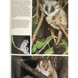 Pestil Books for vitruta The Love of Monkeys & Apes