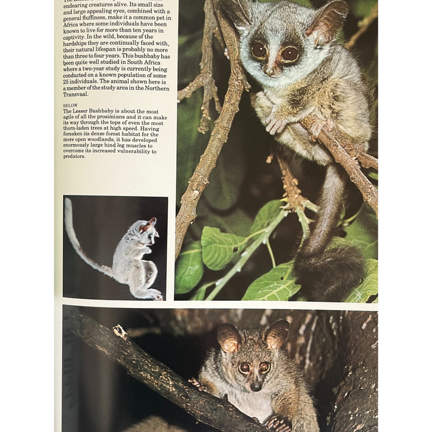 Pestil Books for vitruta The Love of Monkeys & Apes