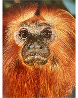 Pestil Books for vitruta The Love of Monkeys & Apes