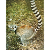 Pestil Books for vitruta The Love of Monkeys & Apes