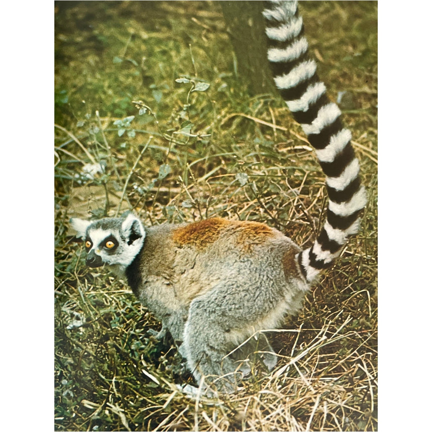 Pestil Books for vitruta The Love of Monkeys & Apes