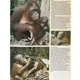 Pestil Books for vitruta The Love of Monkeys & Apes