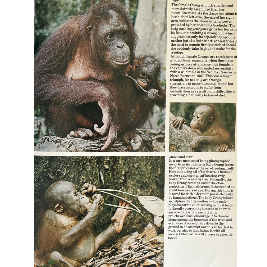 Pestil Books for vitruta The Love of Monkeys & Apes