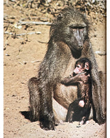 Pestil Books for vitruta The Love of Monkeys & Apes