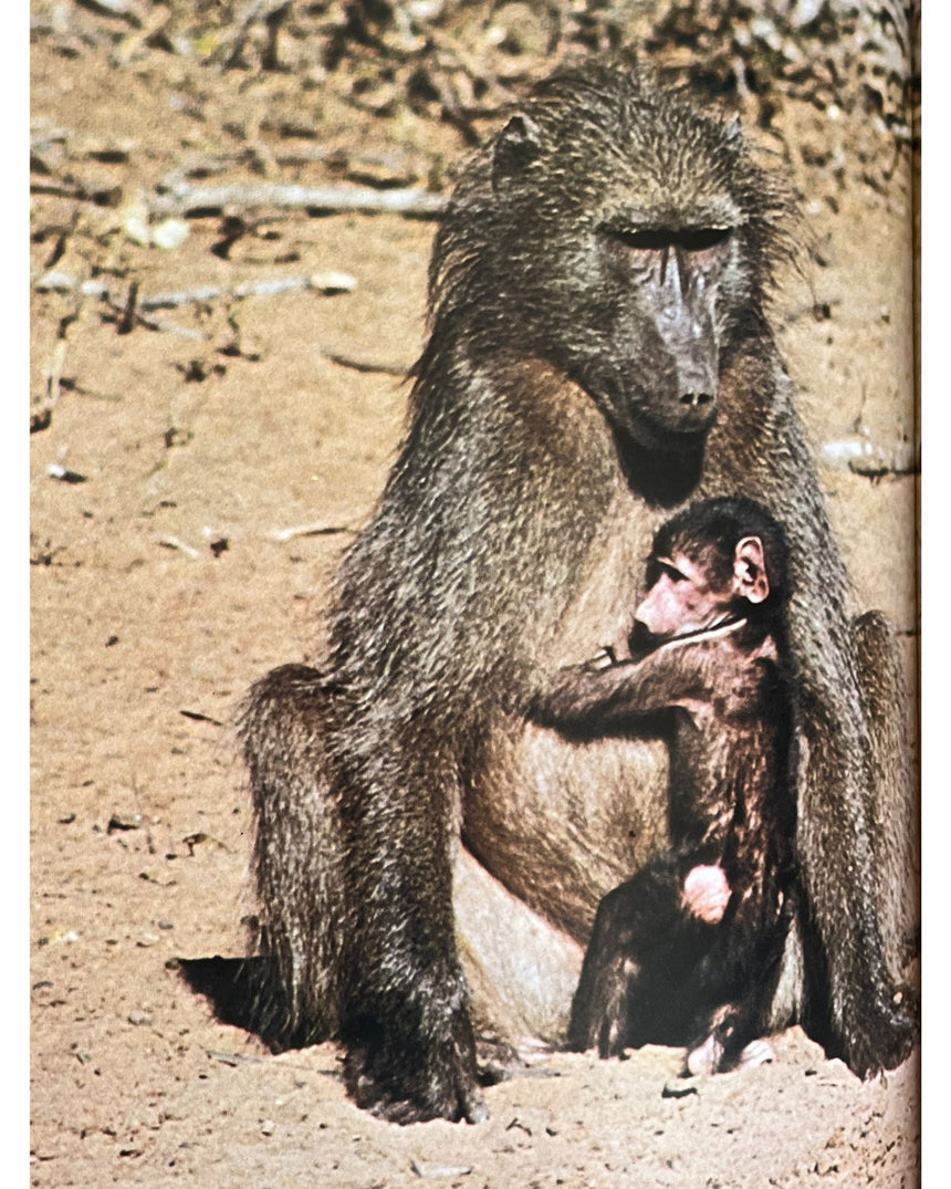 Pestil Books for vitruta The Love of Monkeys & Apes