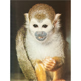Pestil Books for vitruta The Love of Monkeys & Apes